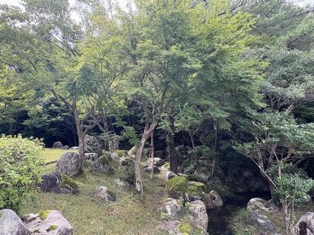 緑に囲まれた庭園の木々 緑に囲まれた庭園の木々の写真