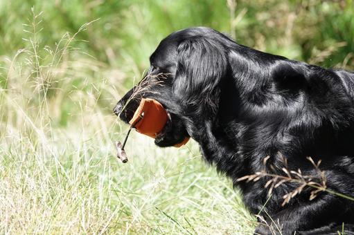 The Retrievers 犬,大型犬,レトリーバーの写真素材