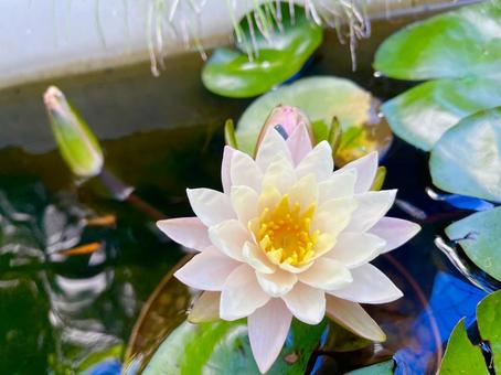 睡蓮とメダカ 睡蓮とメダカ 自然,睡蓮,メダカの写真素材