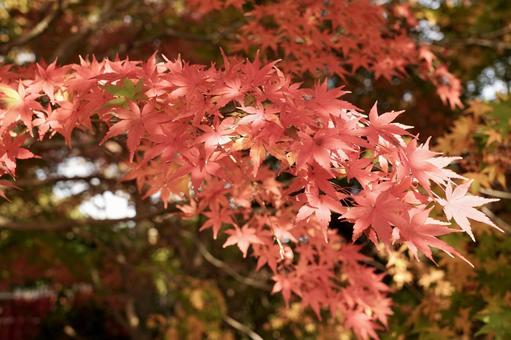 美しく色づいた紅葉の葉 美しく色づいた紅葉の葉の写真