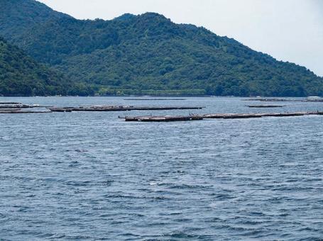 宮島 牡蠣筏 宮島 牡蠣筏 宮島,牡蠣筏,瀬戸内海の写真素材