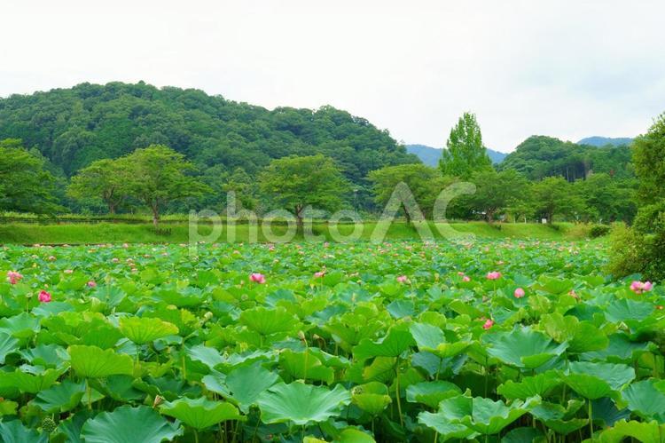 たくさんの蓮の花 ハス,夏,花の写真素材