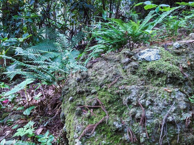 壁紙シリーズ　５月の森 岩,コケ類,山野草の写真素材