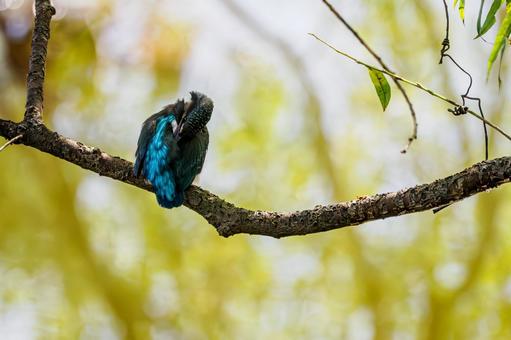 カワセミの若鳥⑼ カワセミの若鳥⑼の写真