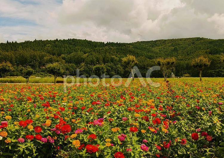 一面に広がるジニアの花畑 一面に広がるジニアの花畑 ジニア,百日草,景色の写真素材