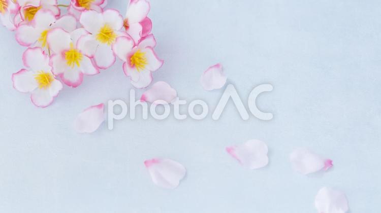 桜の花と花びらの水色の背景 桜,春,背景の写真素材