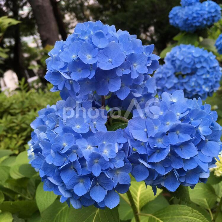 三つ子のアジサイ 自然,植物,庭園の写真素材