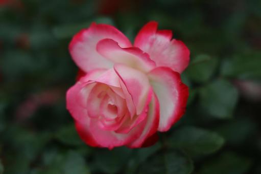 赤と白のバイカラーのバラの写真