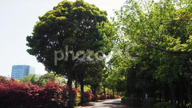 東京江東区の初夏・新緑の木場公園の散歩道 初夏,木場公園,新緑の写真素材