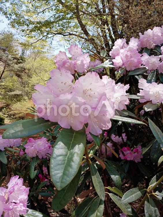 シャクナゲ　赤城自然園　群馬県渋川市 シャクナゲ,ピンク,花の写真素材