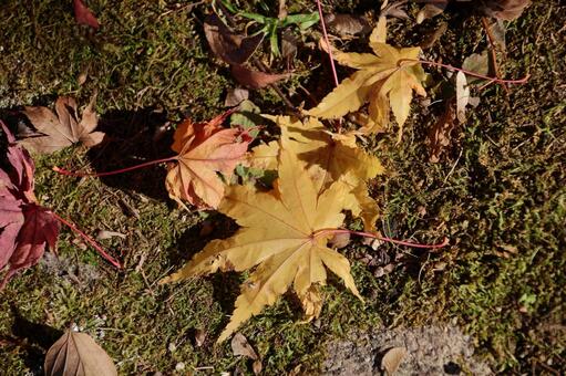 紅葉 紅葉,秋,秋イメージの写真素材