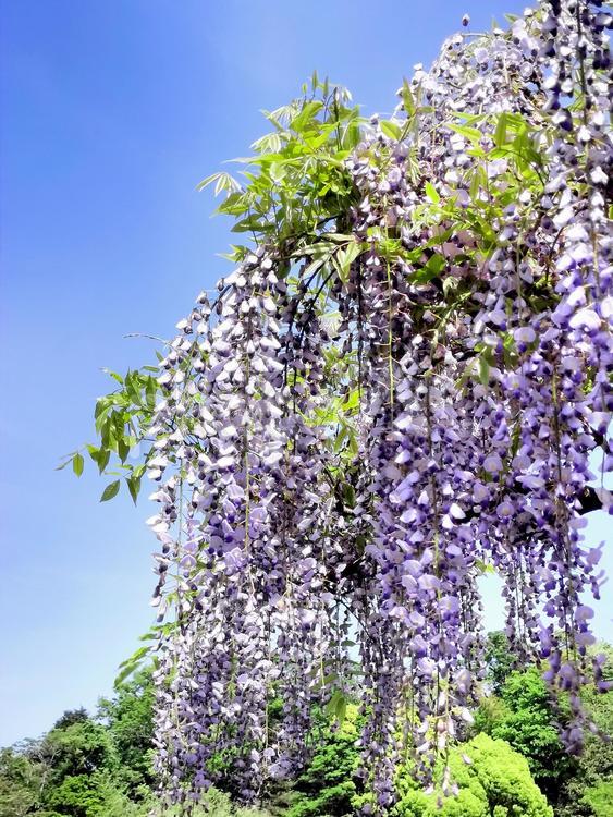 横須賀しょうぶ園　見頃の藤の花 横須賀しょうぶ園,菖蒲園,藤棚の写真素材