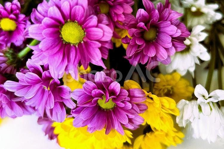 スプレーマムの背景素材 菊,スプレーマム,花の写真素材