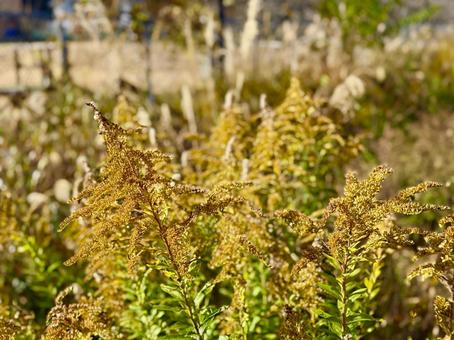 枯れる直前のセイタカアワダチソウ 枯れる,セイタカアワダチソウ,11月の写真素材