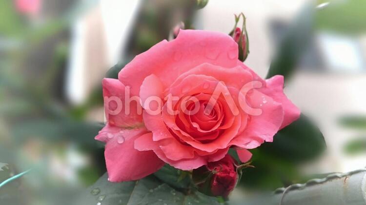 雨上がりの庭の薔薇 さっぱり,バラ,何人もありませんの写真素材