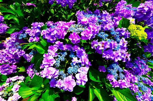 Photo, নীলাবা গোলপি পুষ্পপ্রসু গুল্মবিশেষ, নীলাবা গোলপি পুষ্পপ্রসু গুল্মবিশেষ গ্রামে, নীলাবা গোলপি পুষ্পপ্রসু গুল্মবিশেষ ফেস্টিভাল, 