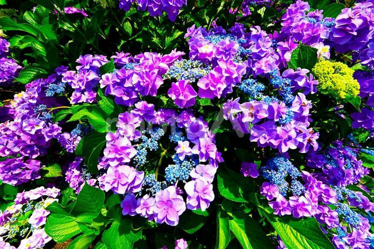 形原温泉あじさいの里 綺麗なアジサイの花 あじさい,紫陽花,あじさいの里の写真素材