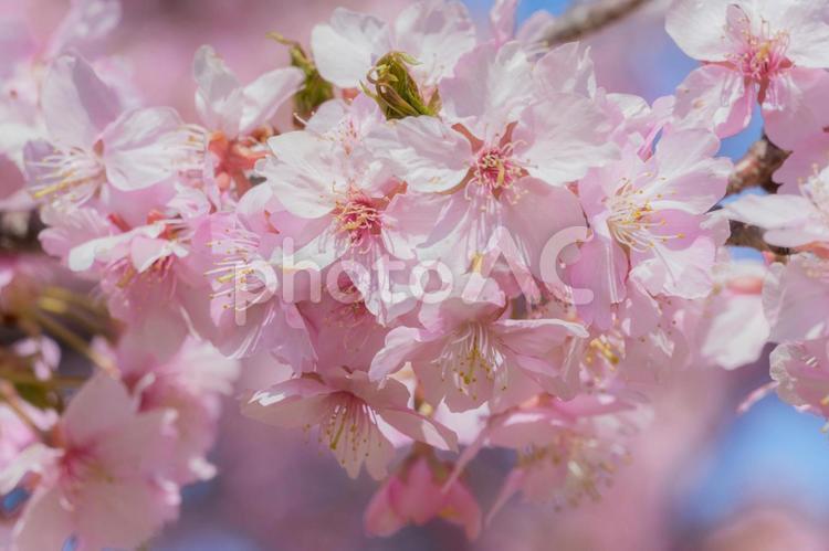 ピンクの可愛い河津桜　春イメージ 桜,さくら,サクラの写真素材