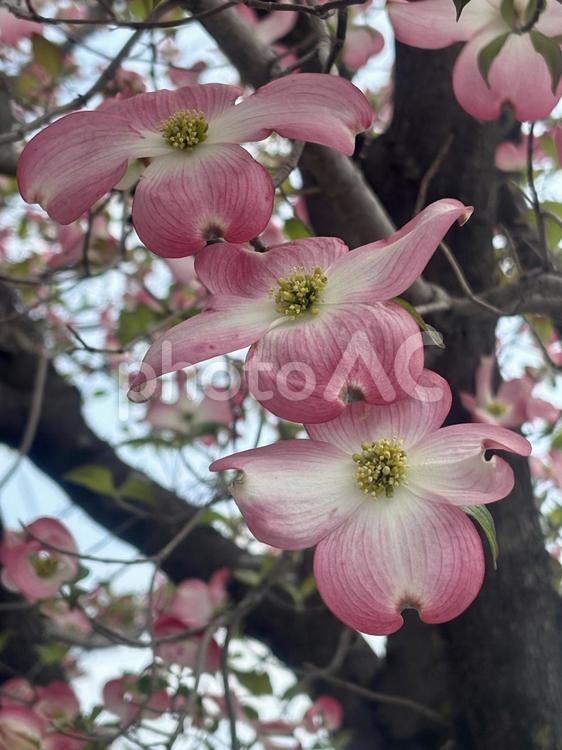 ハナミズキ 春,自然,ハナミズキの写真素材