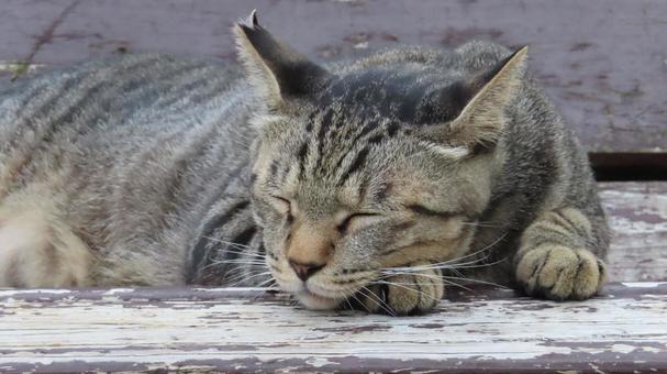 夕涼み中に寝落ちしたもふもふであざとい猫 猫,キジトラ,眠り猫の写真素材