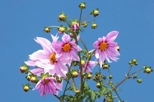 皇帝ダリヤ 植物,花,皇帝ダリヤの写真素材