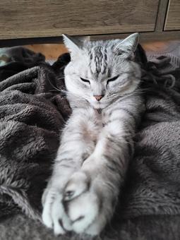 リラックスする猫 リラックスする猫の写真