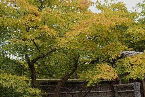 竹垣と初紅葉 竹垣と初紅葉の写真