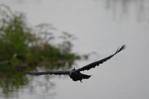 カラス カラスの写真