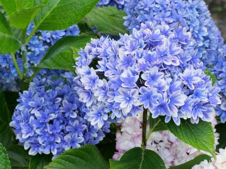 Hydrangea, JPG Hydrangea, JPG