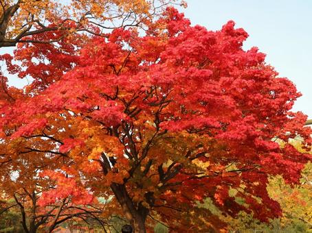 紅葉 紅葉の写真
