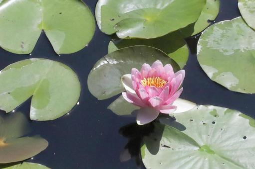 Water lily pond, JPG