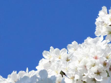 青空と桜の写真