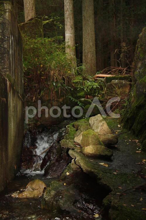 鬱蒼とした森の奥 岩,川,暗い森の写真素材