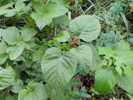 葉 葉,葉っぱ,緑の写真素材