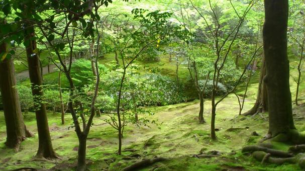 Fresh greenery, wood, natural, the trees, JPG