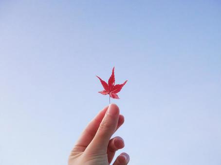 もみじと青空 紅葉,もみじ,手持ちの写真素材