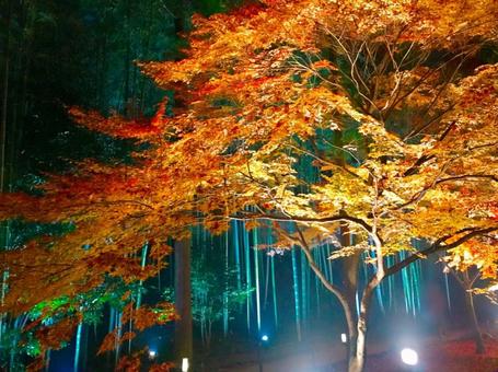 紅葉 紅葉の写真