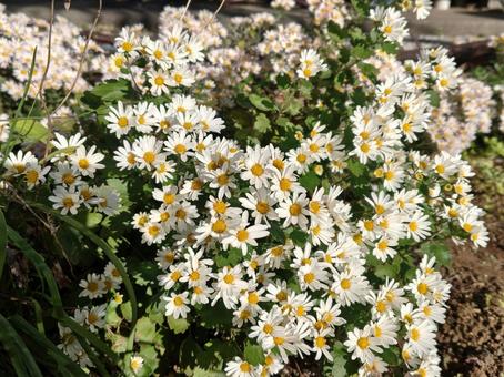 野菊 秋,菊,小花の写真素材