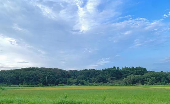 夏の田舎2 夏の田舎2 田んぼ,田舎,草木の写真素材