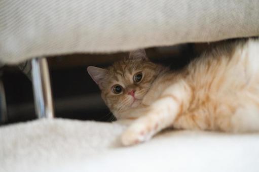 Brown tabby cat, JPG