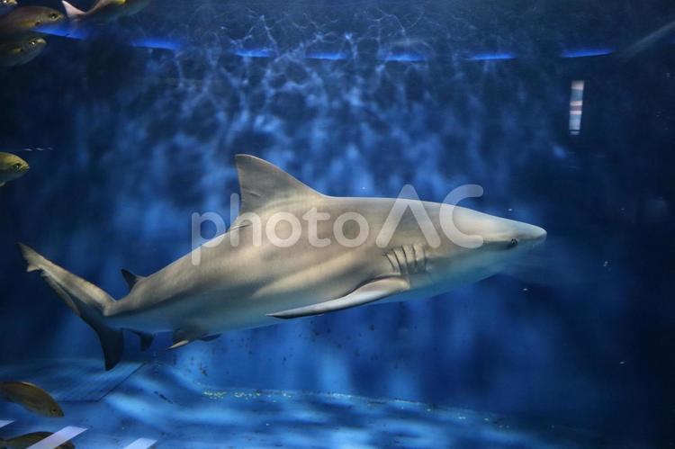 水槽の中を泳ぐオオメジロザメ オオメジロザメ,メジロザメ科,メジロザメの写真素材