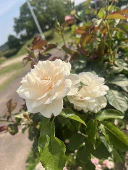 白薔薇の写真