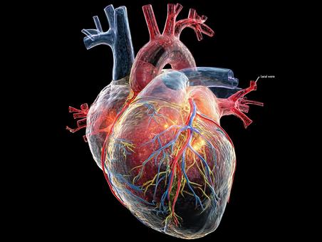 人体解剖学：精密な心臓の表現の写真