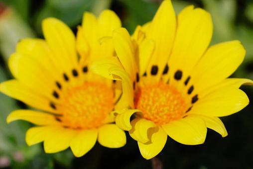 Gazania flowers in the sun in a flowerbed in mid-April, JPG Gazania flowers in the sun in a flowerbed in mid-April, JPG