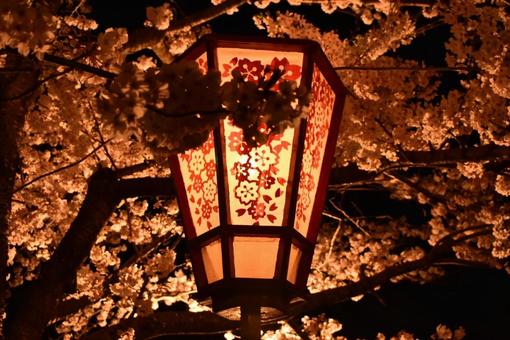 夜桜 夜桜の写真