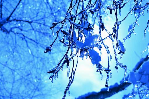 木々の氷柱 木々の氷柱 冬,雪,氷柱の写真素材