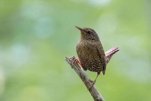 ミソサザイ 野鳥,囀り,美しい囀りの写真素材