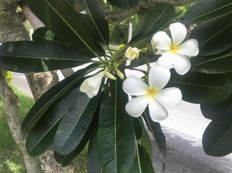 プルメリア プルメリア,フランジパニ,花の写真素材