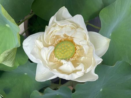 蓮の花 アップ 蓮の花 アップの写真