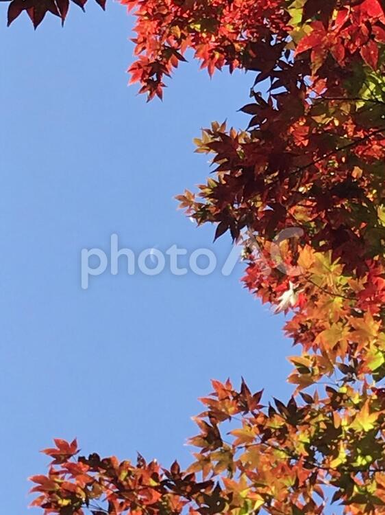 月ともみじ 秋,メープル,葉の写真素材